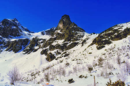 A hawk moors in winterの写真素材