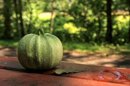 Pumpkinの写真素材