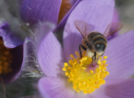 Honey Bee on pasqueflower