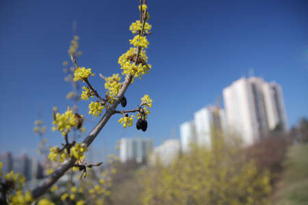 Laburnun in city の写真素材