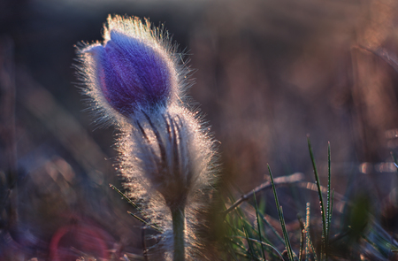 Spring flower  Pulsatilla grandis の写真素材