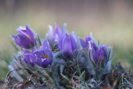 Spring flower  Pulsatilla grandis の写真素材