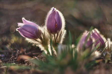 Spring flower  Pulsatilla grandis の写真素材