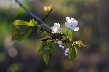 Apple tree flowers-spring tree flowersの写真素材