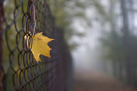 autumn maple  leaf on wire fence, in background fogの写真素材