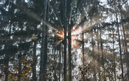 Sun light between the treesの写真素材