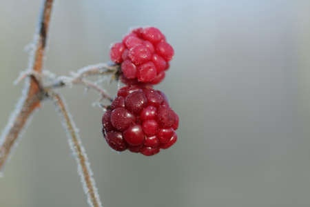 Frozen raspberry in december sun morning with hoar frost