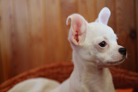 White puppy of chihuahua in the basketの写真素材