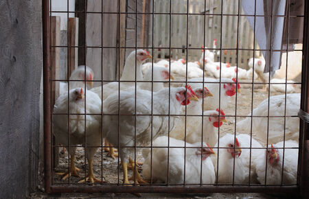 white hens in a village  farmの写真素材