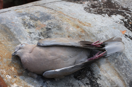 Dead bird collared dove lying on   a barrel of  toxic chemical waste.の写真素材