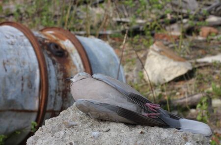 Dead bird collared dove lying in front of  a barrel of  toxic chemical waste.の写真素材