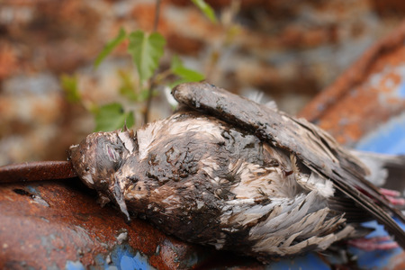 Dead bird collared dove lying on a barrel of  toxic chemical waste.の写真素材