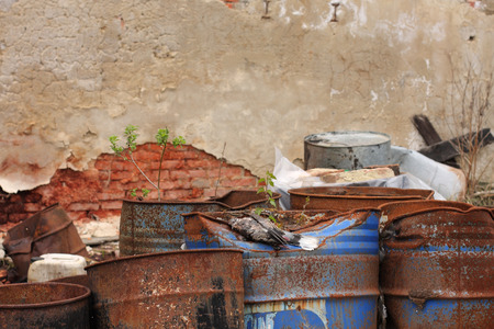 Dead bird collared dove lying on a barrel of  toxic chemical waste.の写真素材