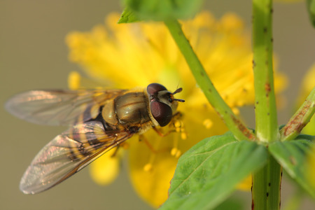 Hoverfly( Episyrphus balteatus) on Hypericum flowers (Hypericum perforatum or St John's wort)