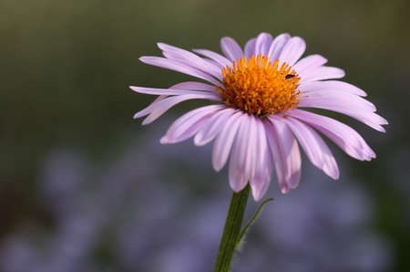 Close-up of bloom Pink Osteospermum Daisy or Cape Daisy .
