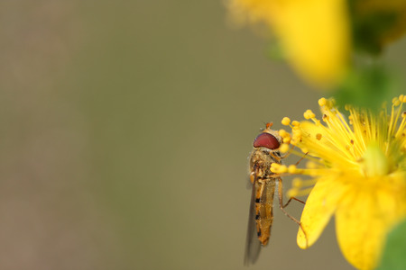 Hoverfly( Episyrphus balteatus) on Hypericum flowers (Hypericum perforatum or St John's wort)