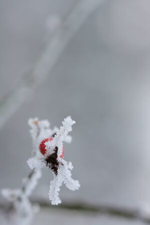 Frozen rose hip covered by snow.の写真素材