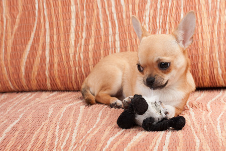 Cinnamon Chihuahua puppy lying on sofa with dog toyの写真素材