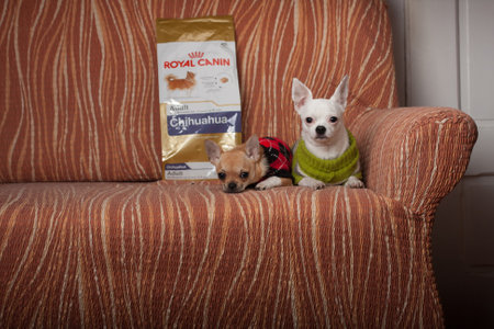 PULPECEN, CZECH REPUBLIC-MARCH 23.2016: Two Chihuahua dogs resting on sofa on March 23.2016 in...