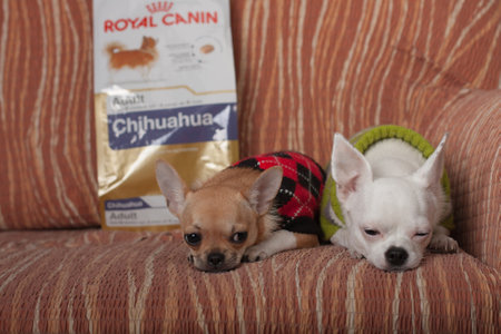 PULPECEN, CZECH REPUBLIC-MARCH 23.2016: Two Chihuahua dogs resting on sofa on March 23.2016 in Pulpecen in Czech Republic. On background packaging of dog food Royal Canin.のeditorial素材