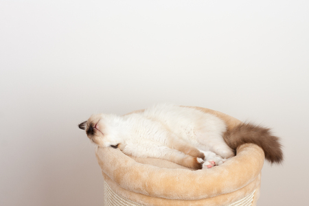 A seal point Birman cat, 4 month old kitten, male is sleeping on cat scratching barrelの写真素材