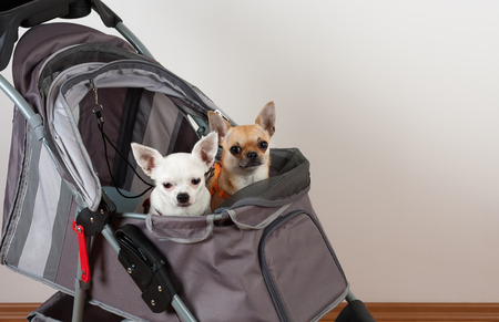 Cinnamon and white  Chihuahua are sitting in comfortable pet strollerの写真素材
