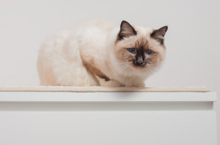 A seal point Birman cat, 9 month old kitten, male with blue eyes sitting on the chest of drawers の写真素材