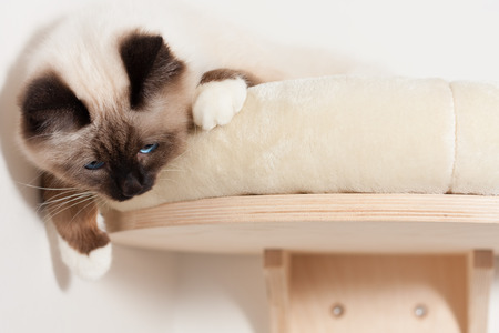 A seal point Birman cat, 9 month old cat , male with blue eyes is lying on cat shelfの写真素材