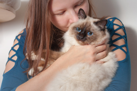 Young woman is hugging her seal point Birman cat, 9 month old cat, male with blue eyes の写真素材