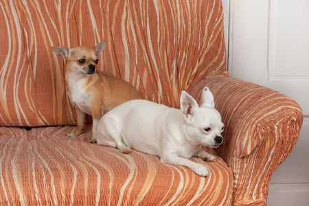 Two Chihuahua dogs are lying on sofa, 2,5 years old cinnamon female  and 5 years old white female.の写真素材