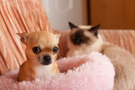 2,5 years old cinnamon Chihuahua dog female and on the background a seal point Birman male cat, 1 year old  are lying on sofa. Chihuahua is afraid
 of a catの写真素材