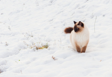 A seal point Birman cat, 4 year old cat, male with blue eyes is walking in garden in winter time in the snow.の写真素材