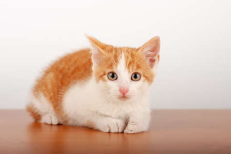 Orange small domestic kitten lying on alder board on white background, studio shoot.の写真素材