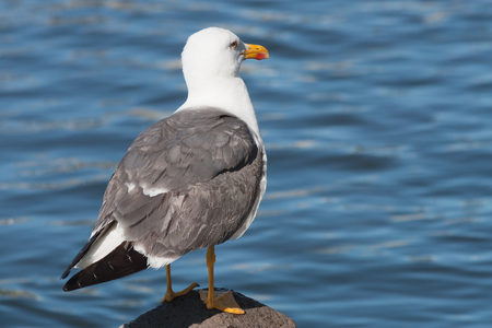 Seagullの写真素材