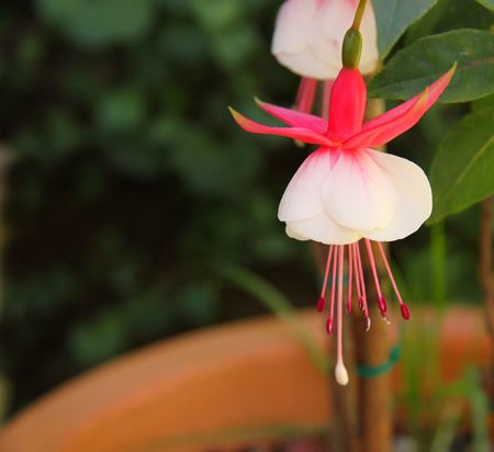 Dancing lady flowerの写真素材