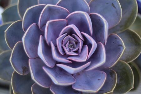 Succulent plantの写真素材