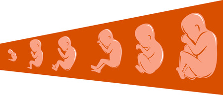 Stages of development of the fetus from 8 to 40 weeksのイラスト素材