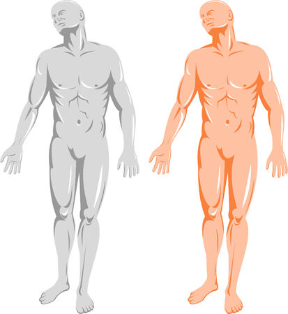 Human anatomy frontのイラスト素材