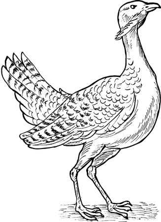 hand sketch drawing illustration of the Great bustard bird.の写真素材