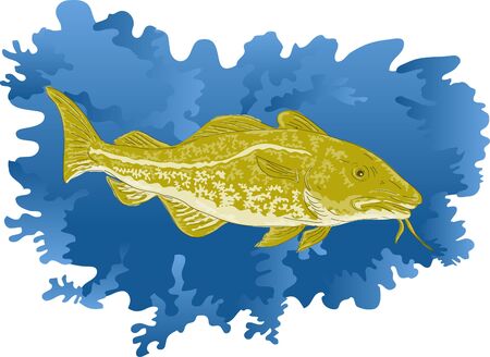 Atlantic cod or Codfish