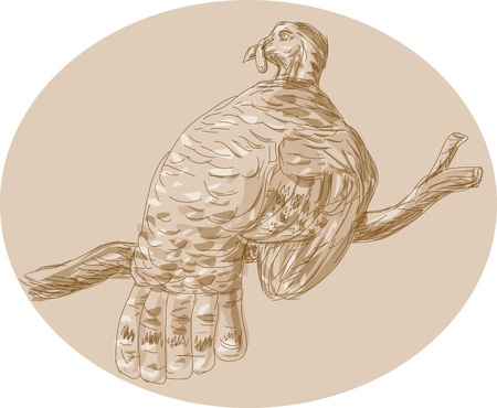 Hand drawn sketch illustration of a wild turkey perching on branch viewed from rear.
のイラスト素材