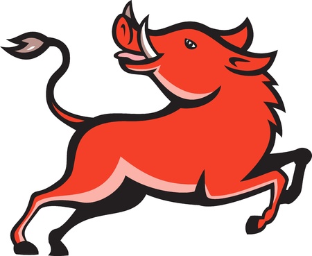 Illustration of wild hog pig razorback prancing on isolated background.のイラスト素材