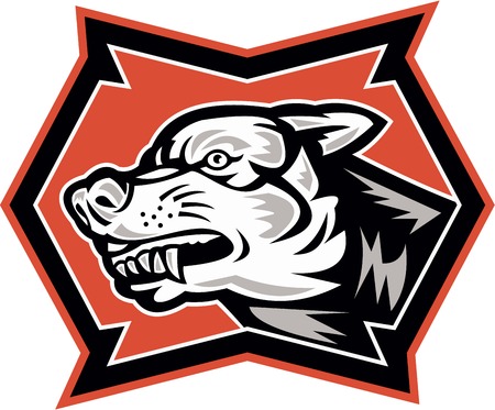 Illustration of an angry wild dog wolf attacking growling snarling done in retro style on isolated background.のイラスト素材