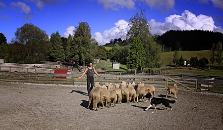 AUCKLAND- APR. 22: Sheep farmer with his sheep dog  shepherding his flock for shearing in his farm in rural Warkworth in Auckland, New Zealand photo taken on April 22, 2013.のeditorial素材