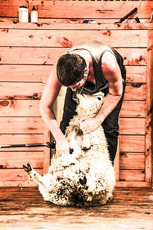 AUCKLAND- APR. 22: Sheep shearer shearing a sheep with electric shears  in rural Warkworth in Auckland, New Zealand photo taken on April 22, 2013.のeditorial素材