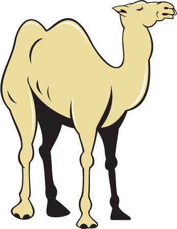 Illustration of a camel viewed from the side set on isolated white background done in cartoon style.のイラスト素材