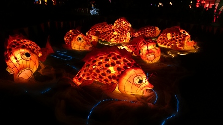 AUCKLAND, FEB. 19 - Koi fish lantern, one of the 800 spectacular illuminated and handmade Chinese lanterns on display at the 2016 Chinese Lantern Festival at the Auckland Domain, Auckland, New Zealand on Friday, Feb. 19, 2016.のeditorial素材