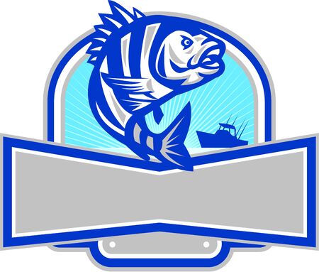 Illustration Of A Sheepshead Archosargus Probatocephalus A