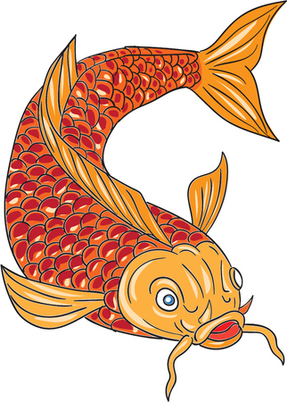 Drawing sketch style illustration of a trout fish swimming diving down viewed from the front set on isolated white background.のイラスト素材
