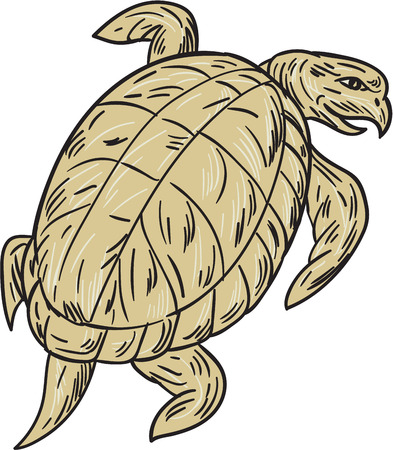 Drawing sketch style illustration of a ridley turtle viewed from rear set on isolated white background.のイラスト素材